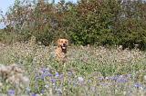 GOLDEN RETRIEVER 162